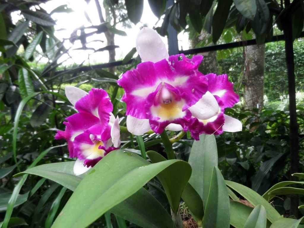 SAMSUNG CAMERA PICTURES